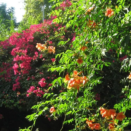 ゲストハウス Begonville シダ