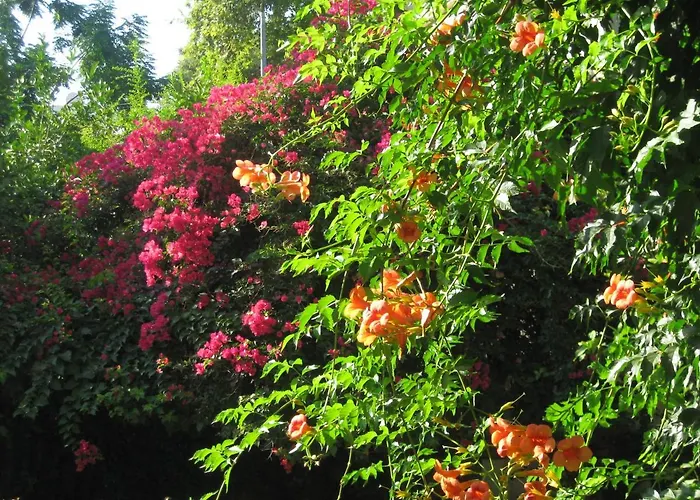 بيت ضيافة Begonville سيدي