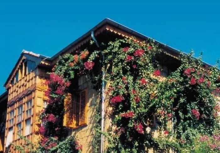 Begonville بيت ضيافة